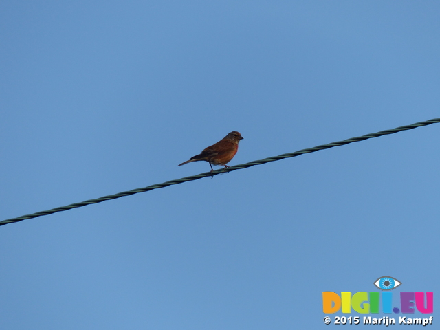 FZ019194 Little birdie on wire